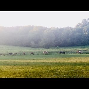 Meet your Posher, Megeara